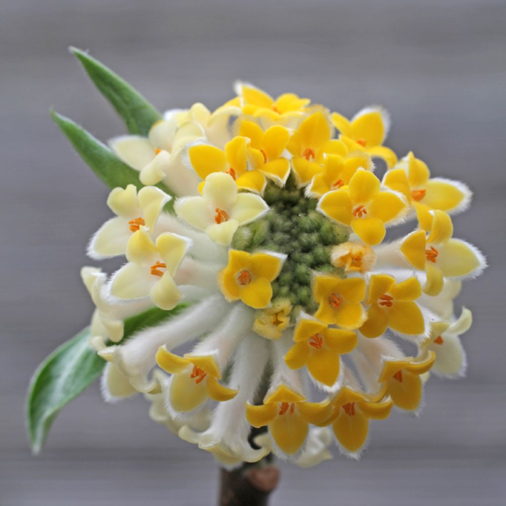 Edgeworthia chrysantha Winter Liebe - Paperbush