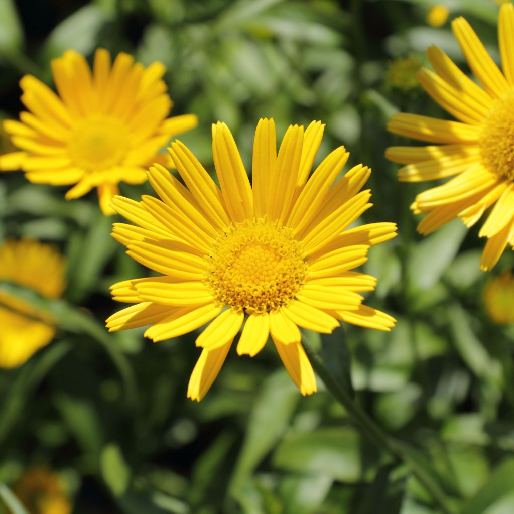 Buphthalmum salicifolium Alpen Gold