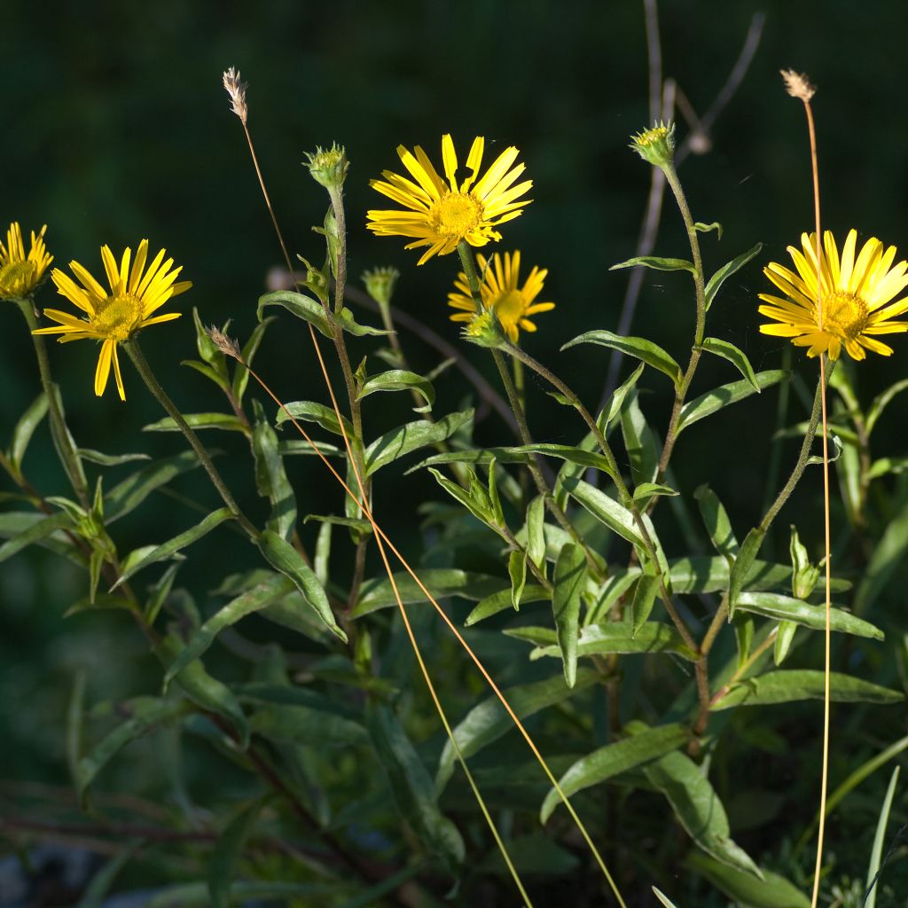 Buphthalmum salicifolium Alpen Gold