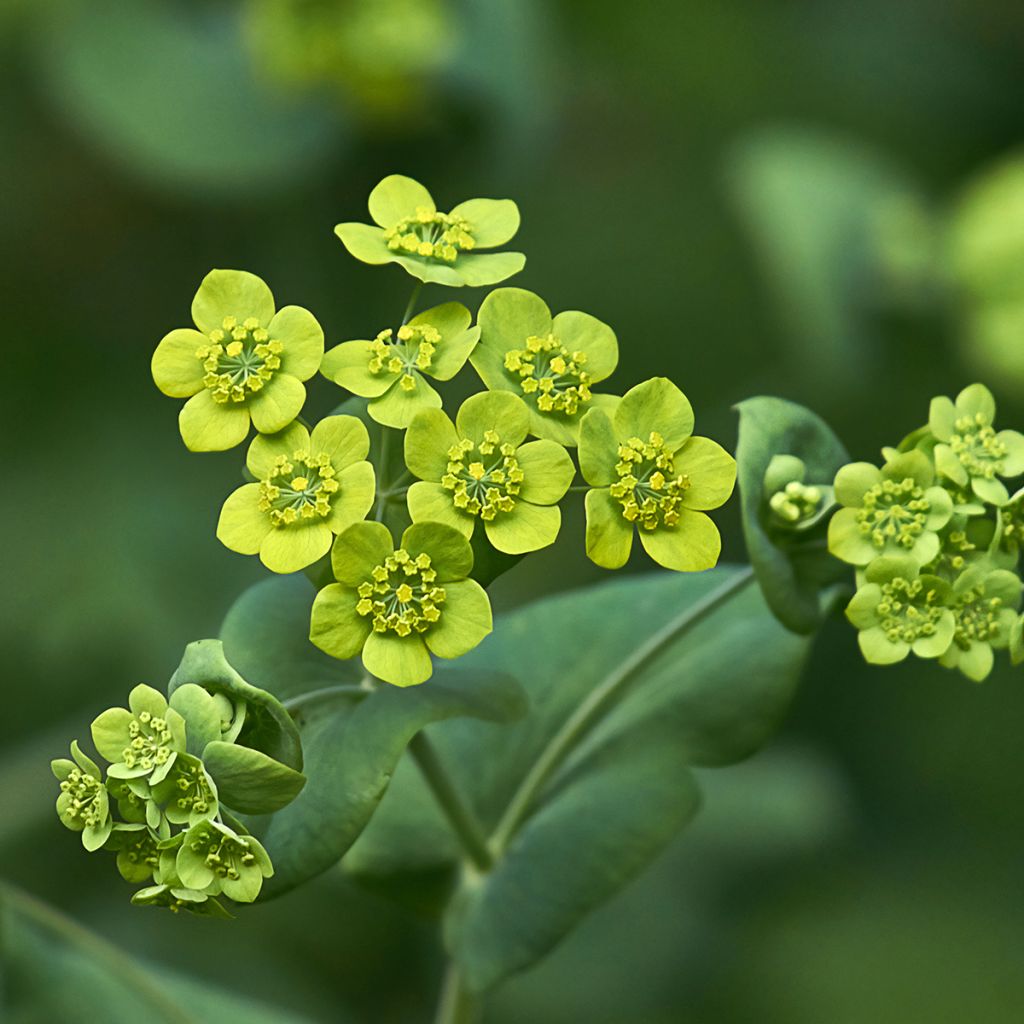 Bupleurum falcatum