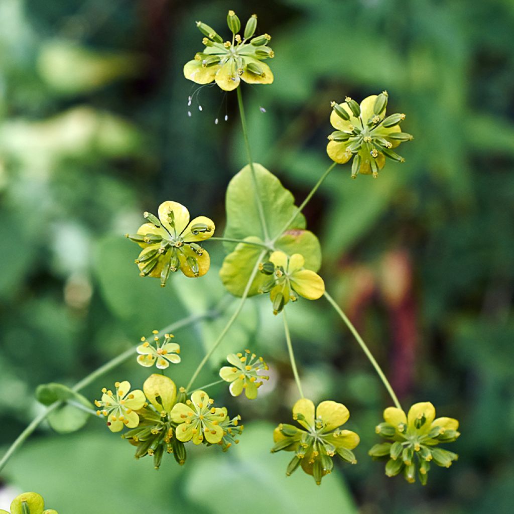 Bupleurum falcatum