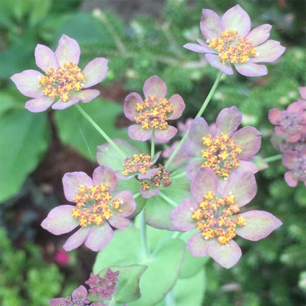 Bupleurum longifolium Bronze Beauty