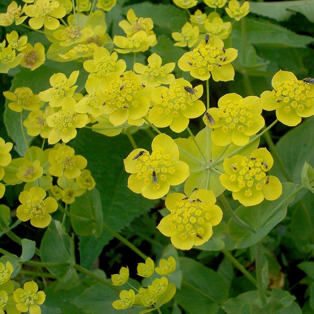 Buplèvre, Bupleurum longifolium ssp. aureum