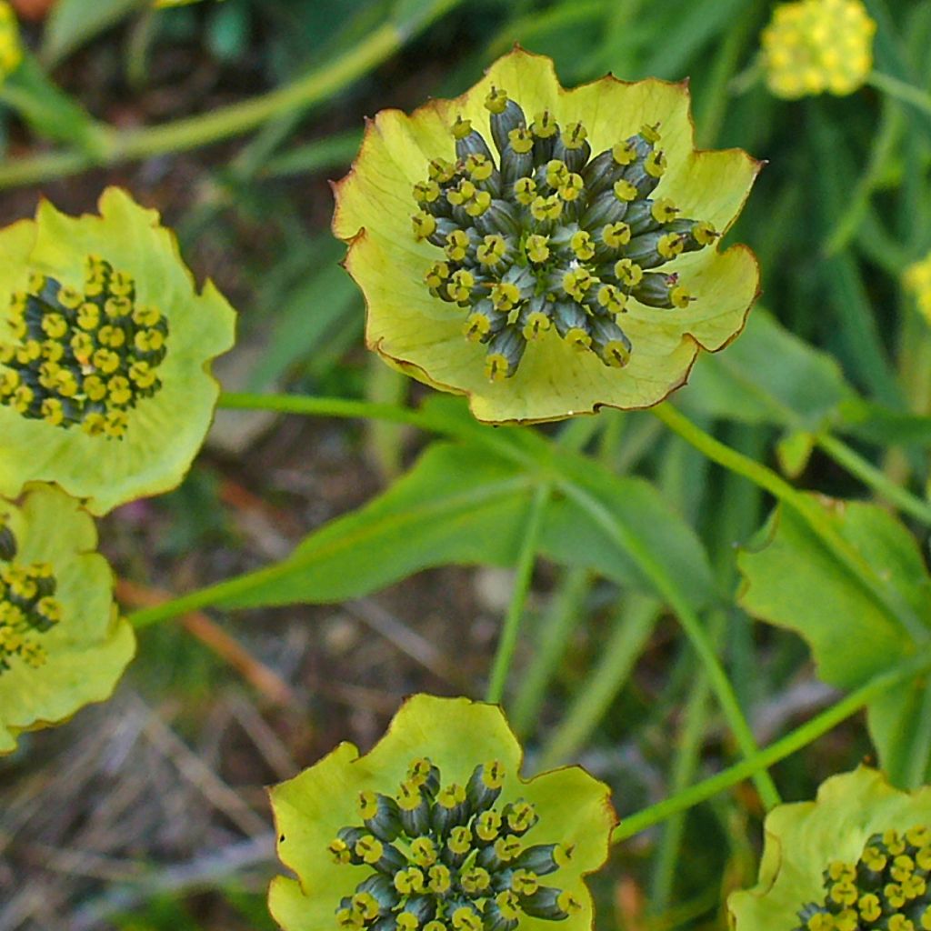 Bupleurum ranunculoïdes