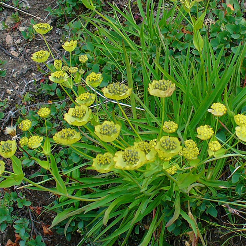 Bupleurum ranunculoïdes