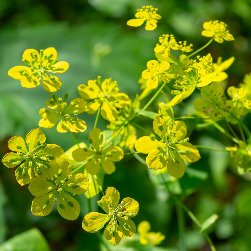 Bupleurum longifolium Aureum