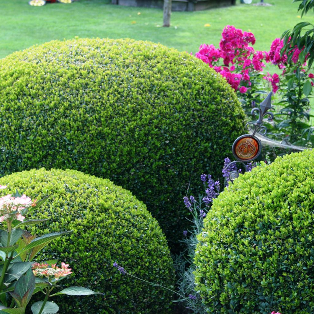 Buxus sempervirens Arborescens - Boxwood