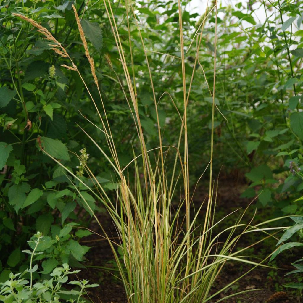 Calamagrostis acutiflora Eldorado - Feather Reed Grass