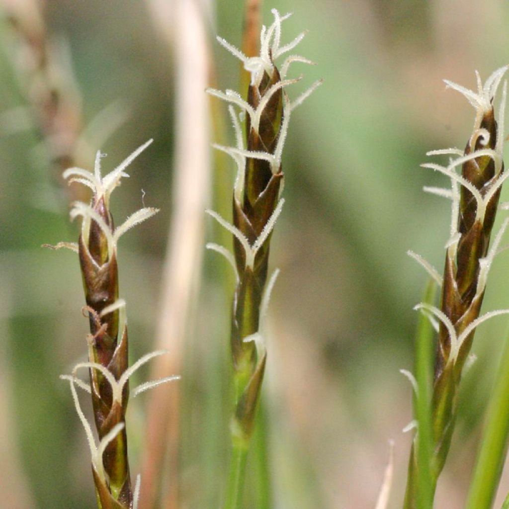 Carex davalliana - Davall's sedge