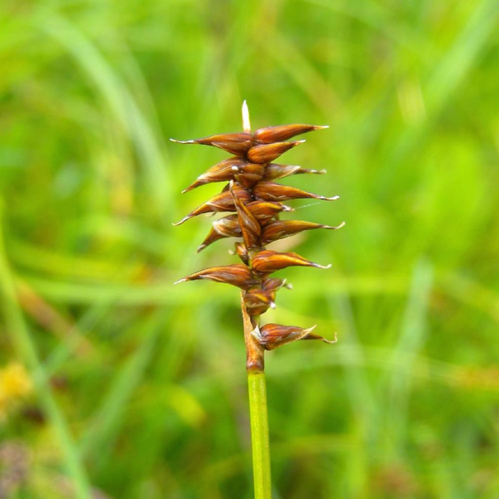 Carex davalliana - Davall's sedge