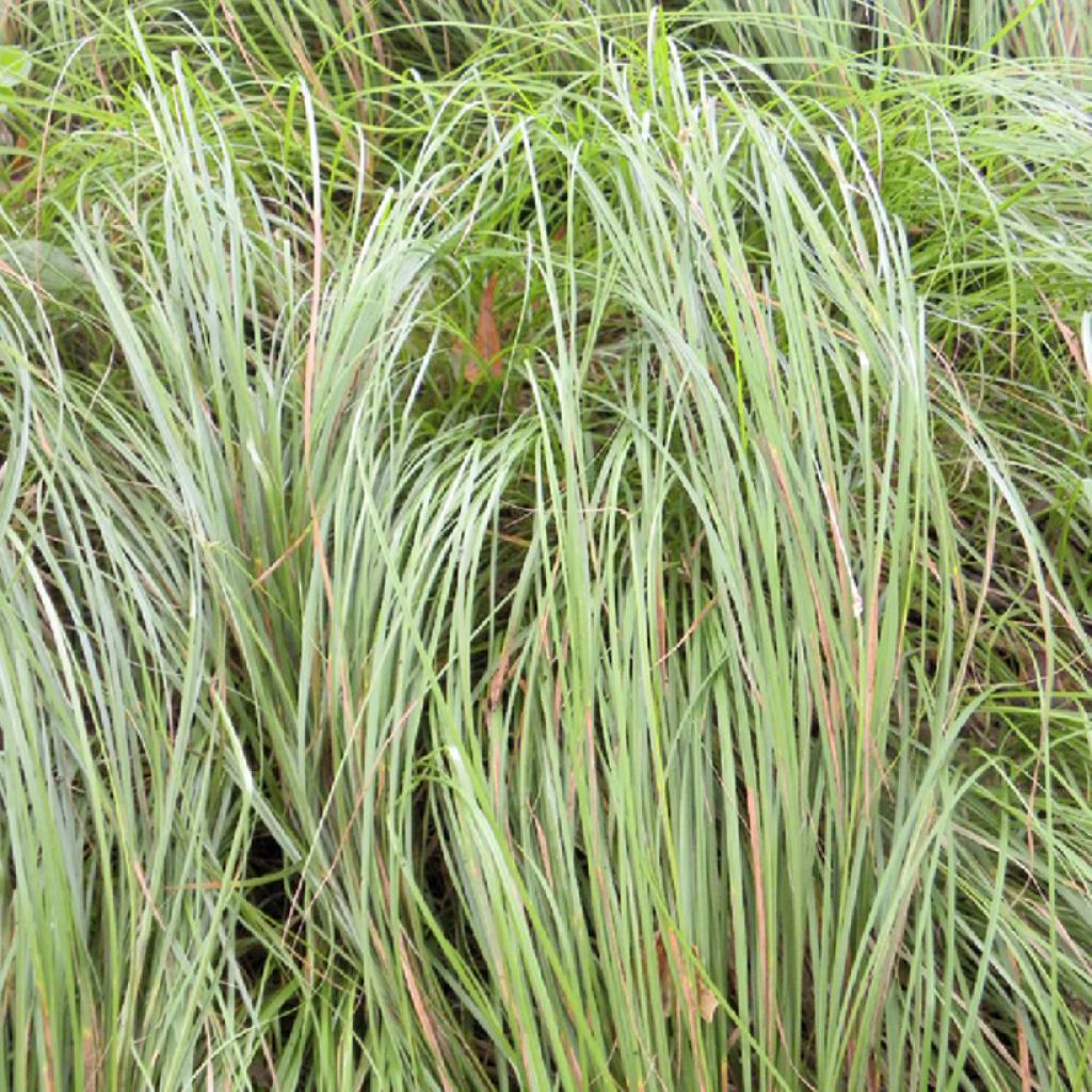 Carex pensylvanica 