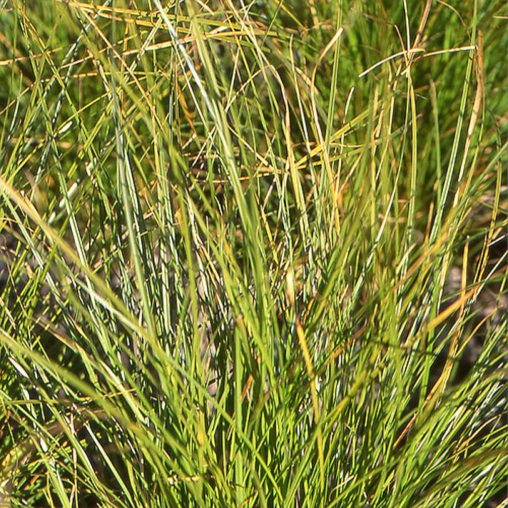 Carex secta 