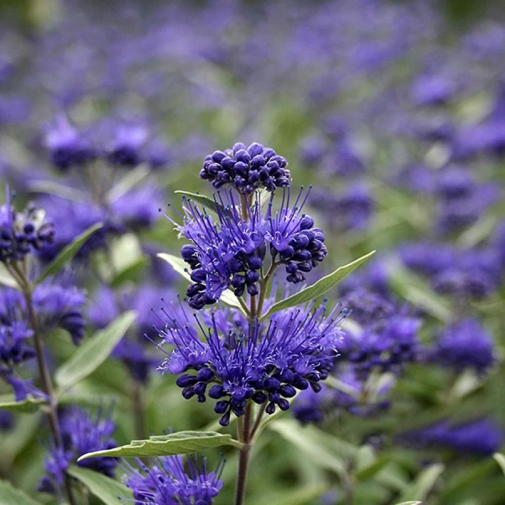 Caryopteris x clandonensis Dark Knight - Bluebeard