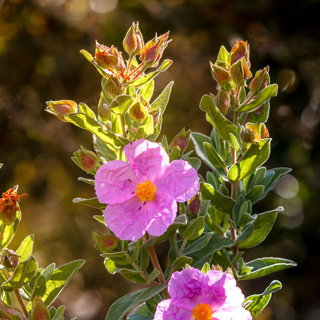 Cistus albidus 