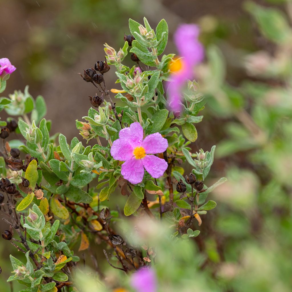 Cistus albidus 