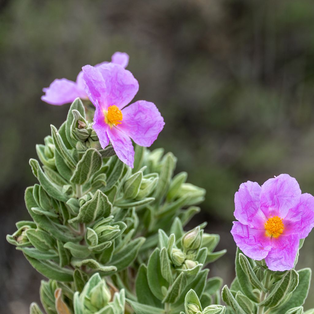 Cistus albidus 