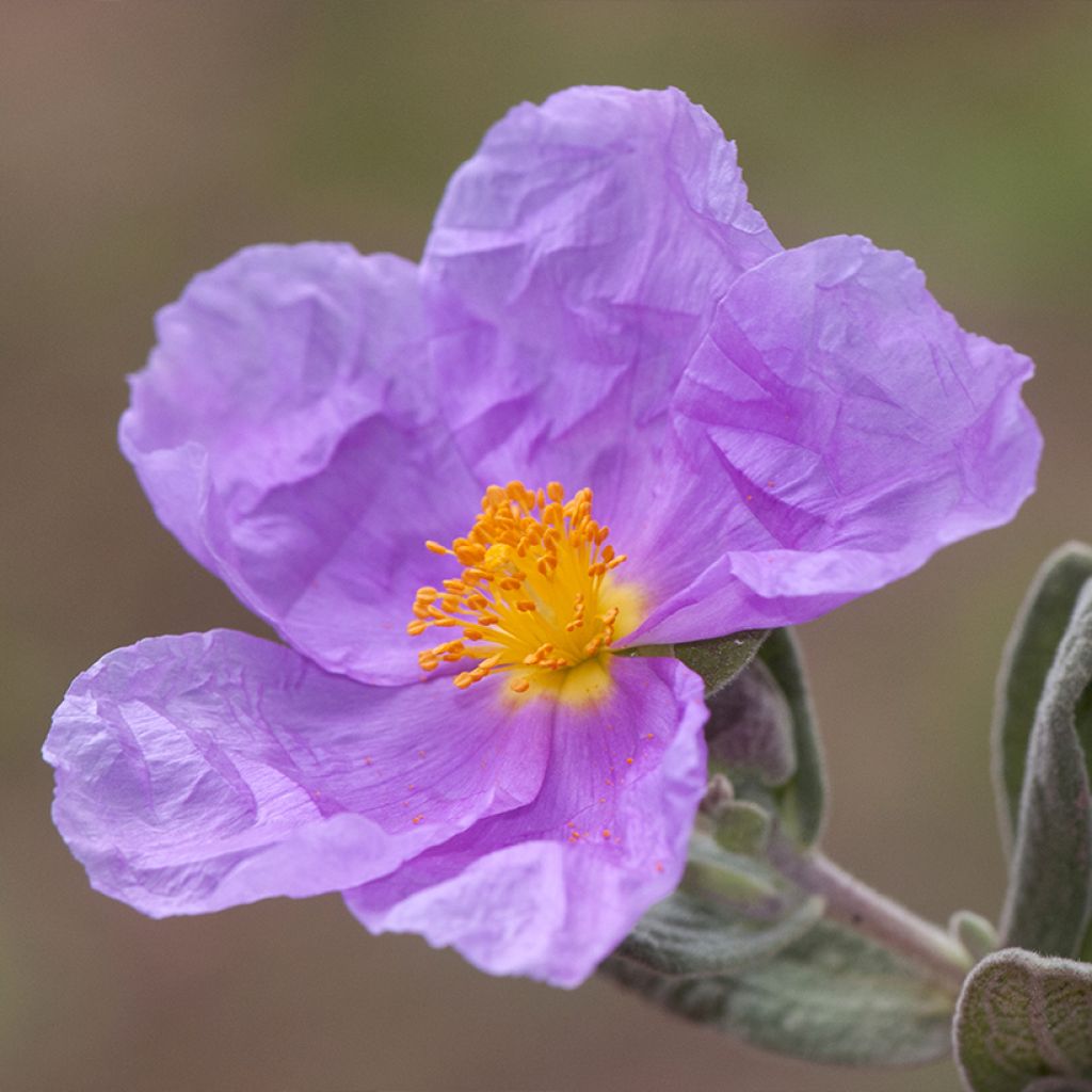 Cistus albidus 