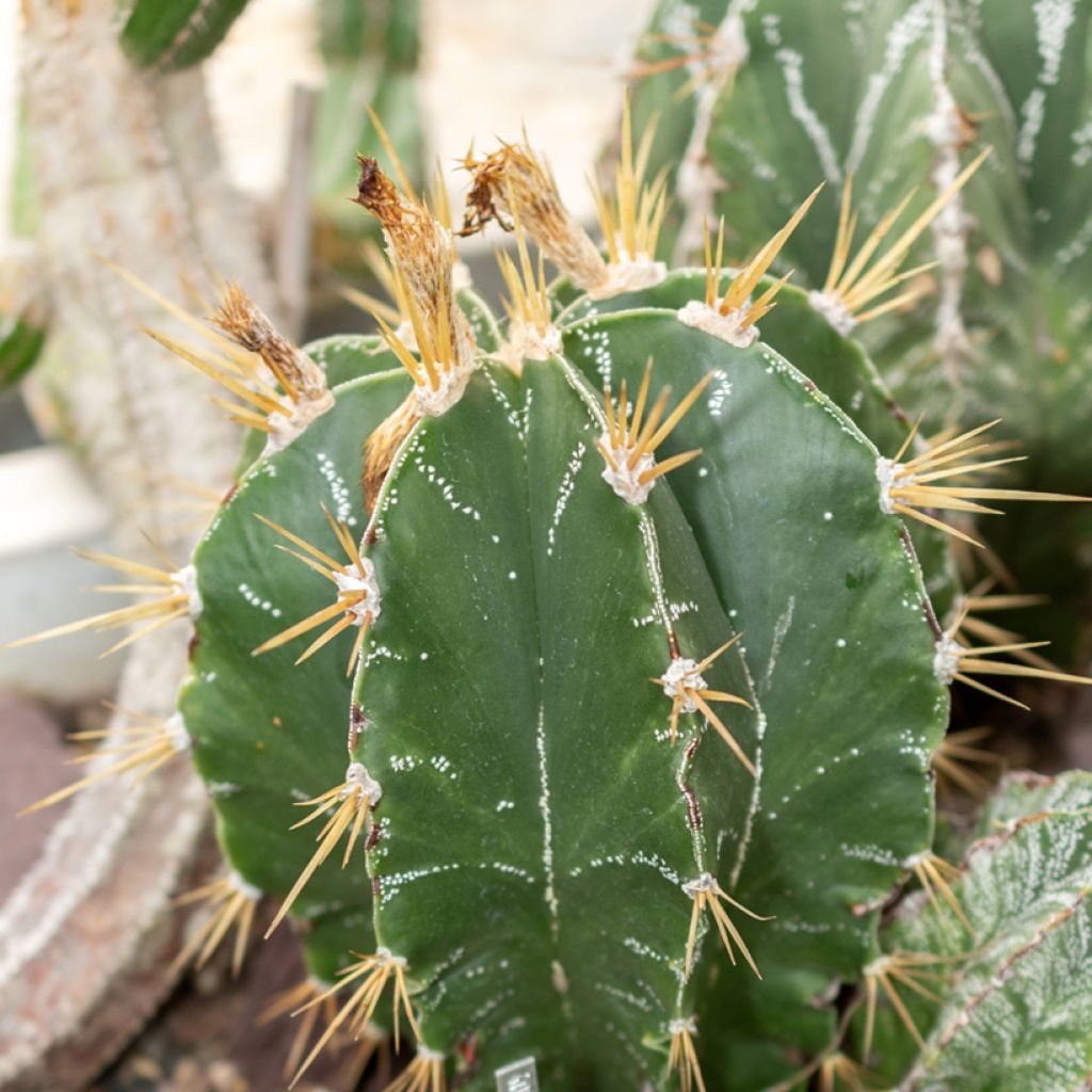 Astrophytum ornatum - Star cactus