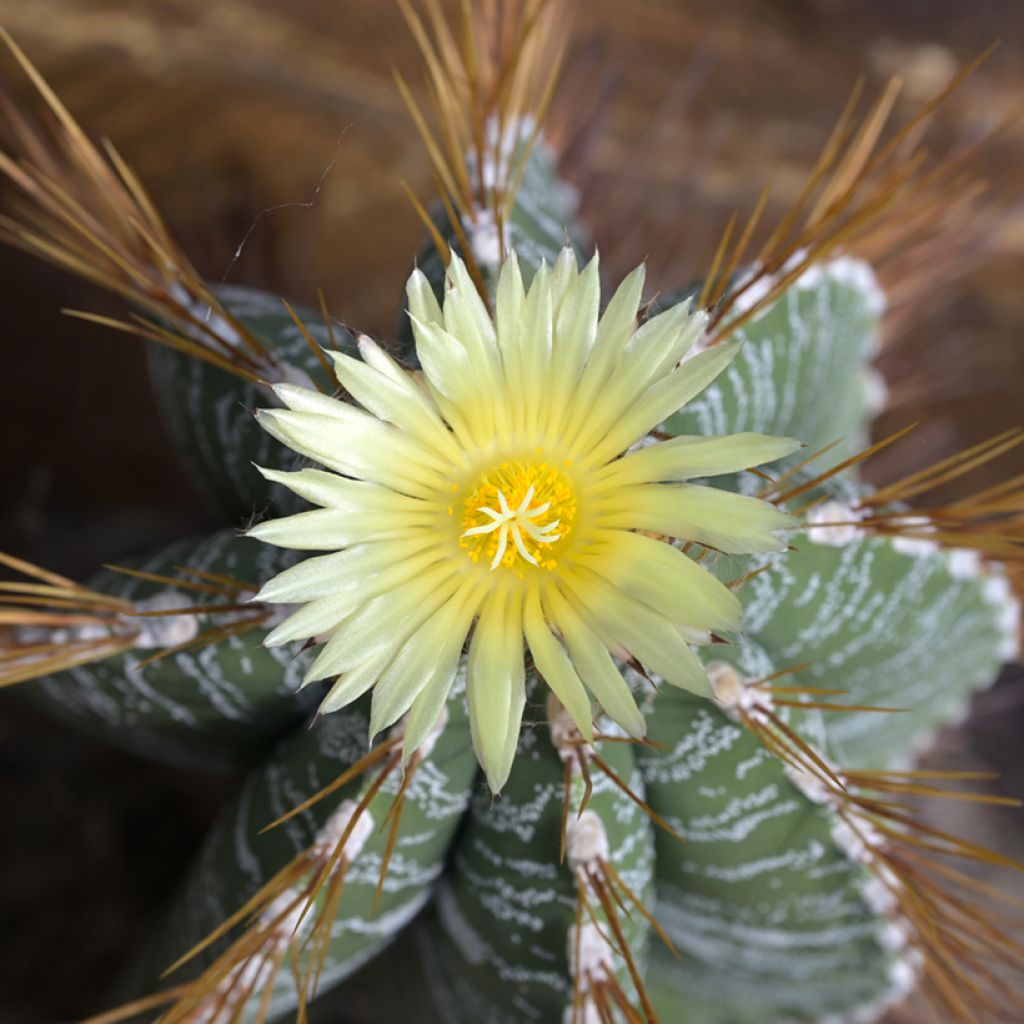 Astrophytum ornatum - Star cactus