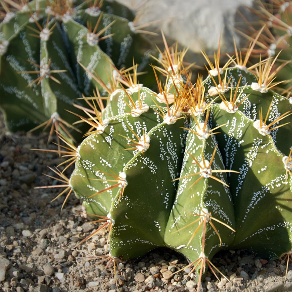 Astrophytum ornatum - Star cactus