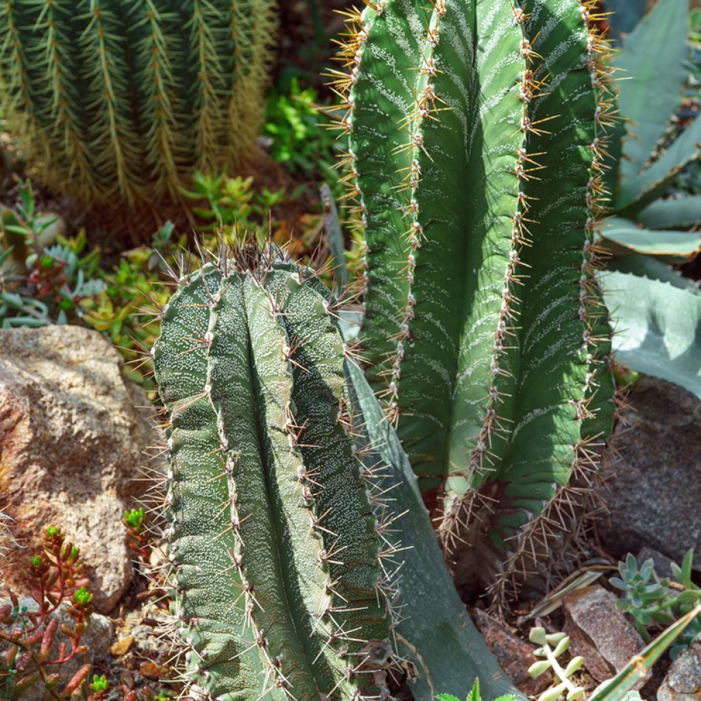 Astrophytum ornatum - Star cactus