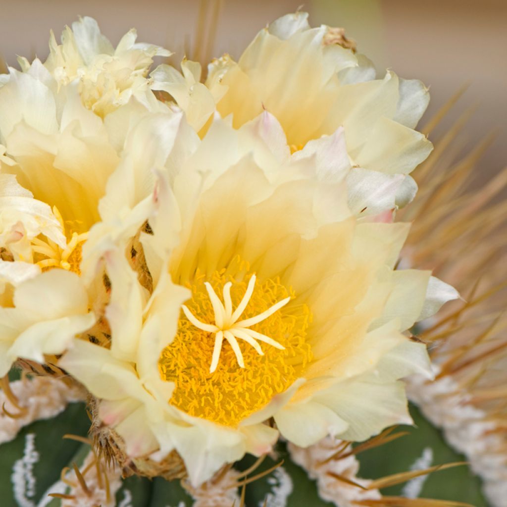 Astrophytum ornatum - Star cactus