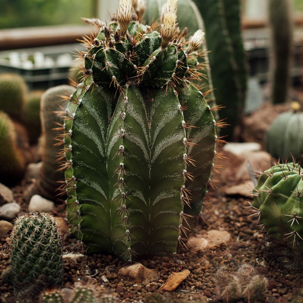 Astrophytum ornatum - Star cactus