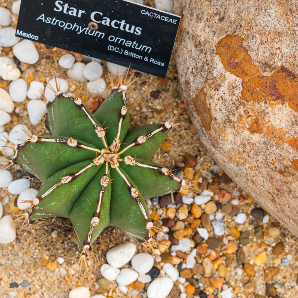 Astrophytum ornatum - Star cactus
