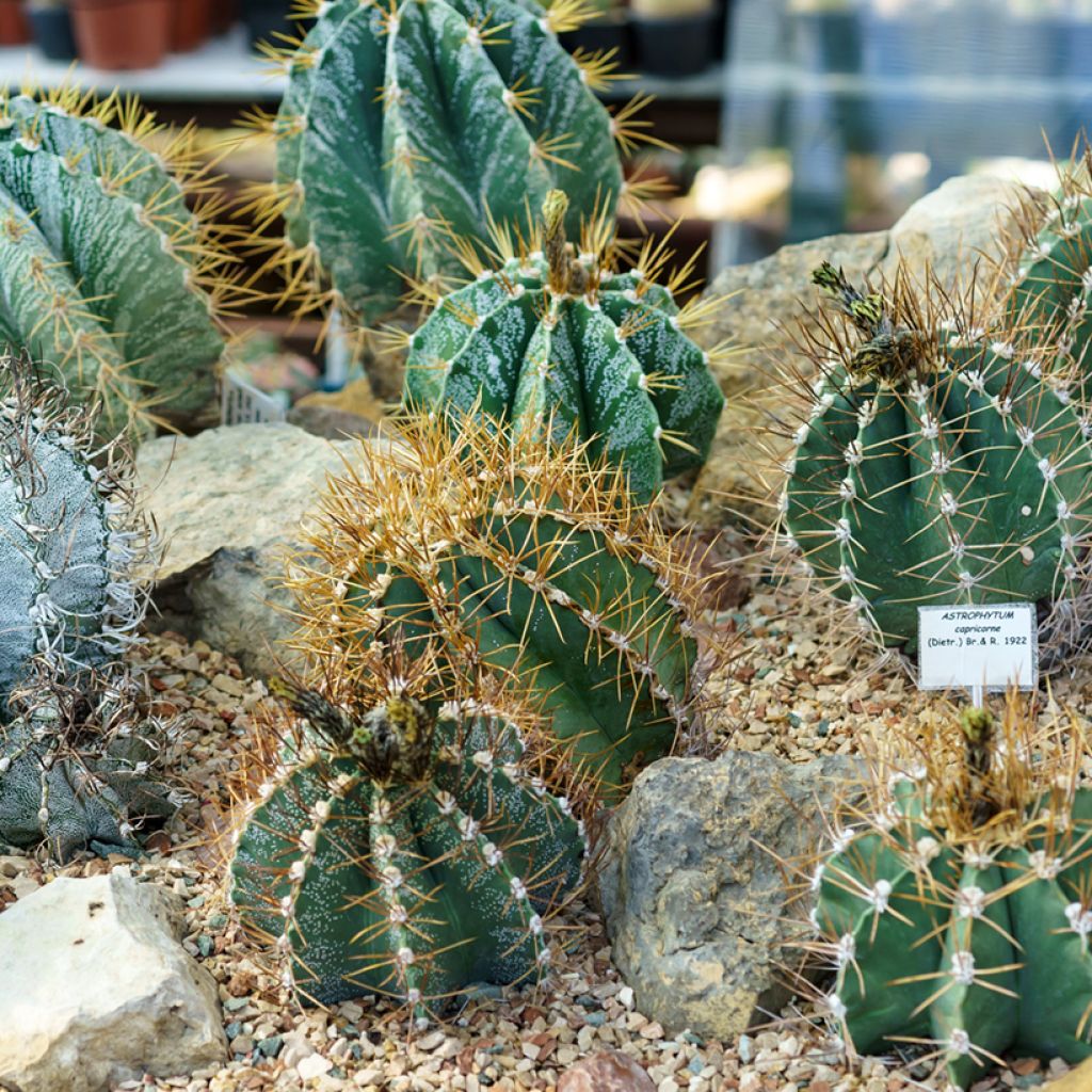Astrophytum ornatum - Star cactus