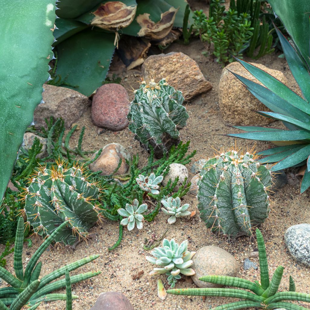 Astrophytum ornatum - Star cactus