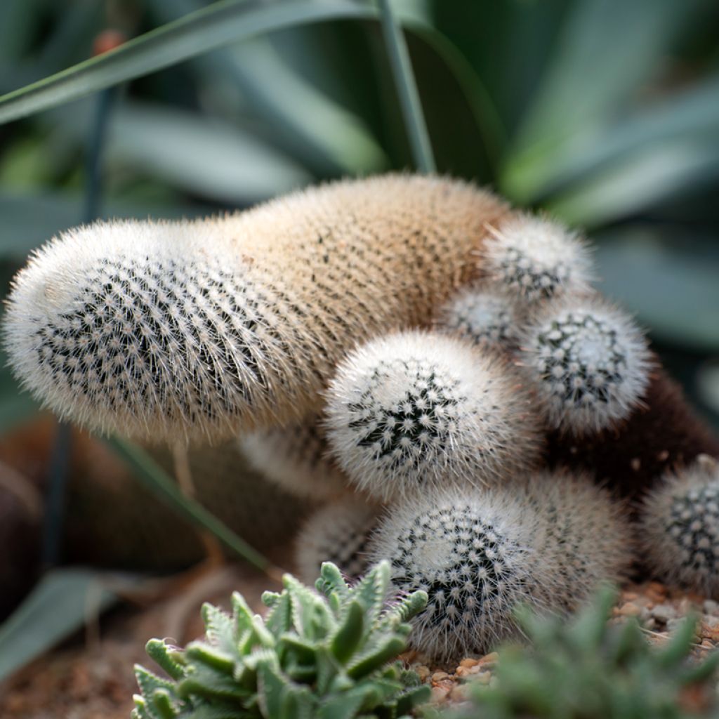 Cleistocactus strausii - Silver torch