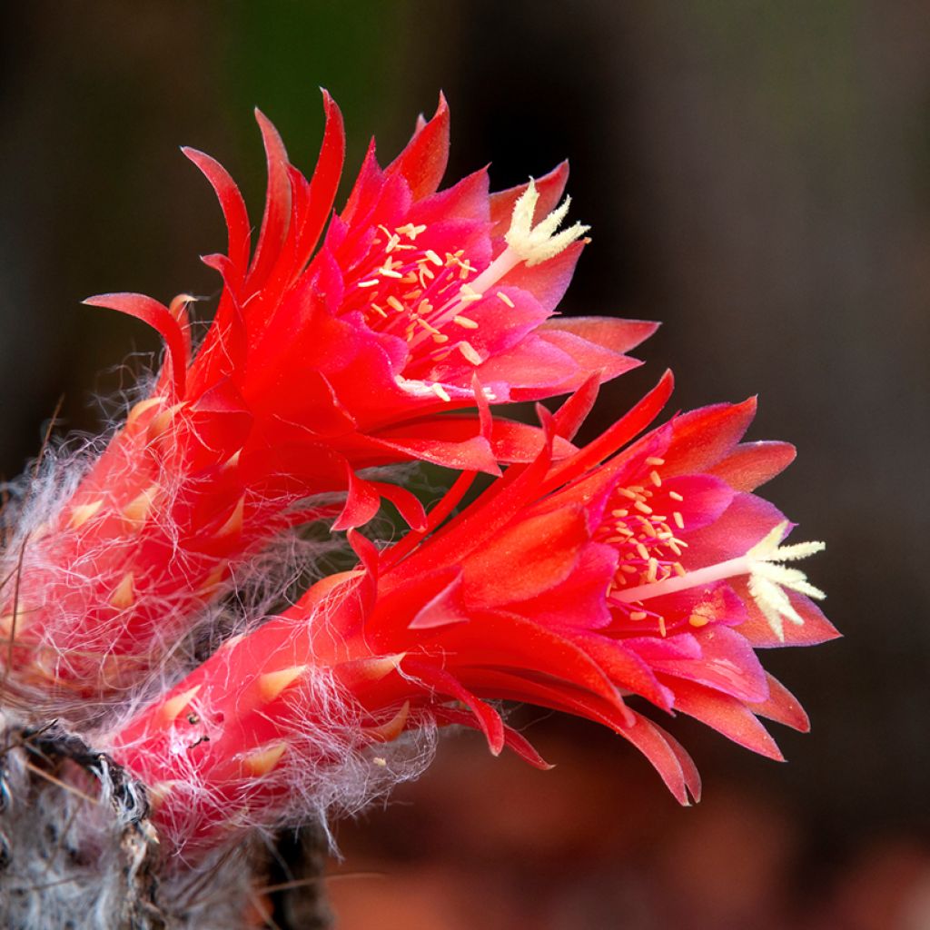 Cleistocactus strausii - Silver torch