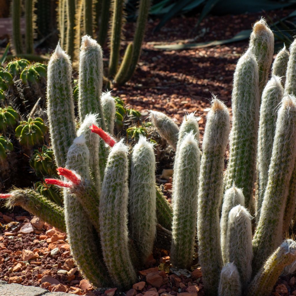 Cleistocactus strausii - Silver torch