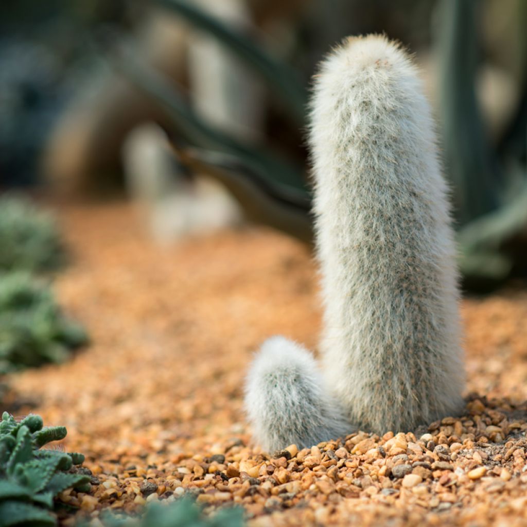 Cleistocactus strausii - Silver torch