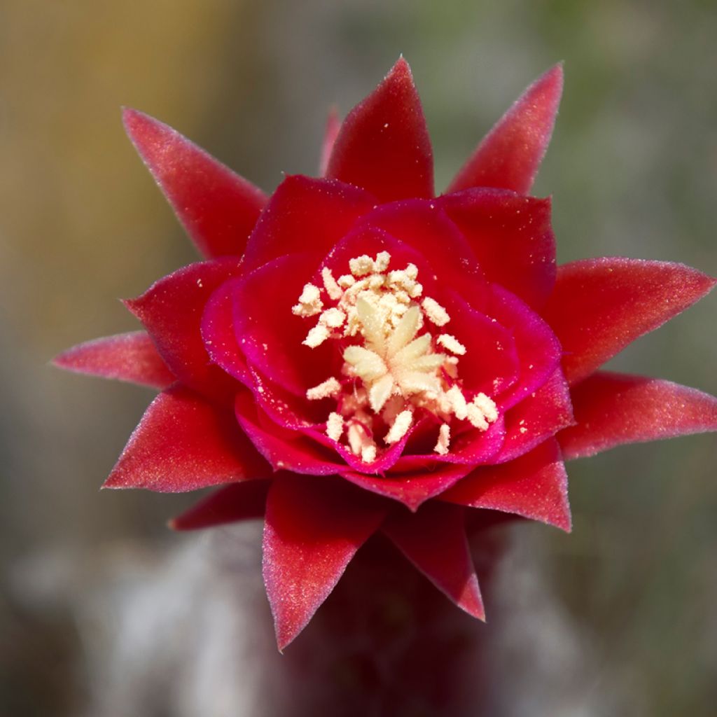 Cleistocactus strausii - Silver torch