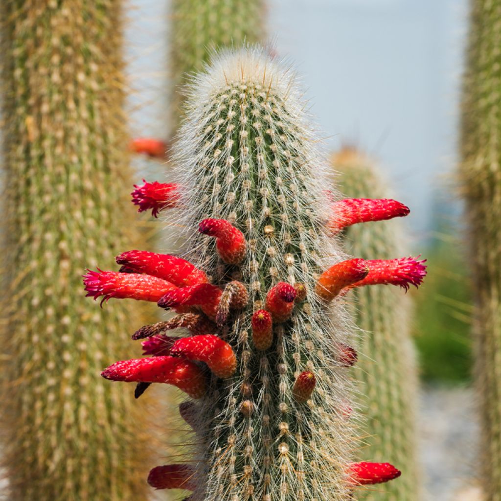 Cleistocactus strausii - Silver torch