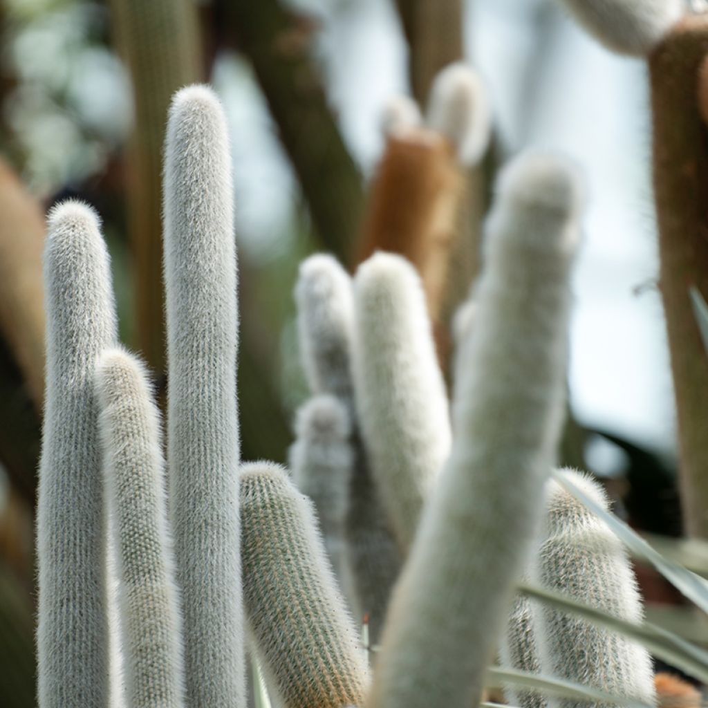 Cleistocactus strausii - Silver torch