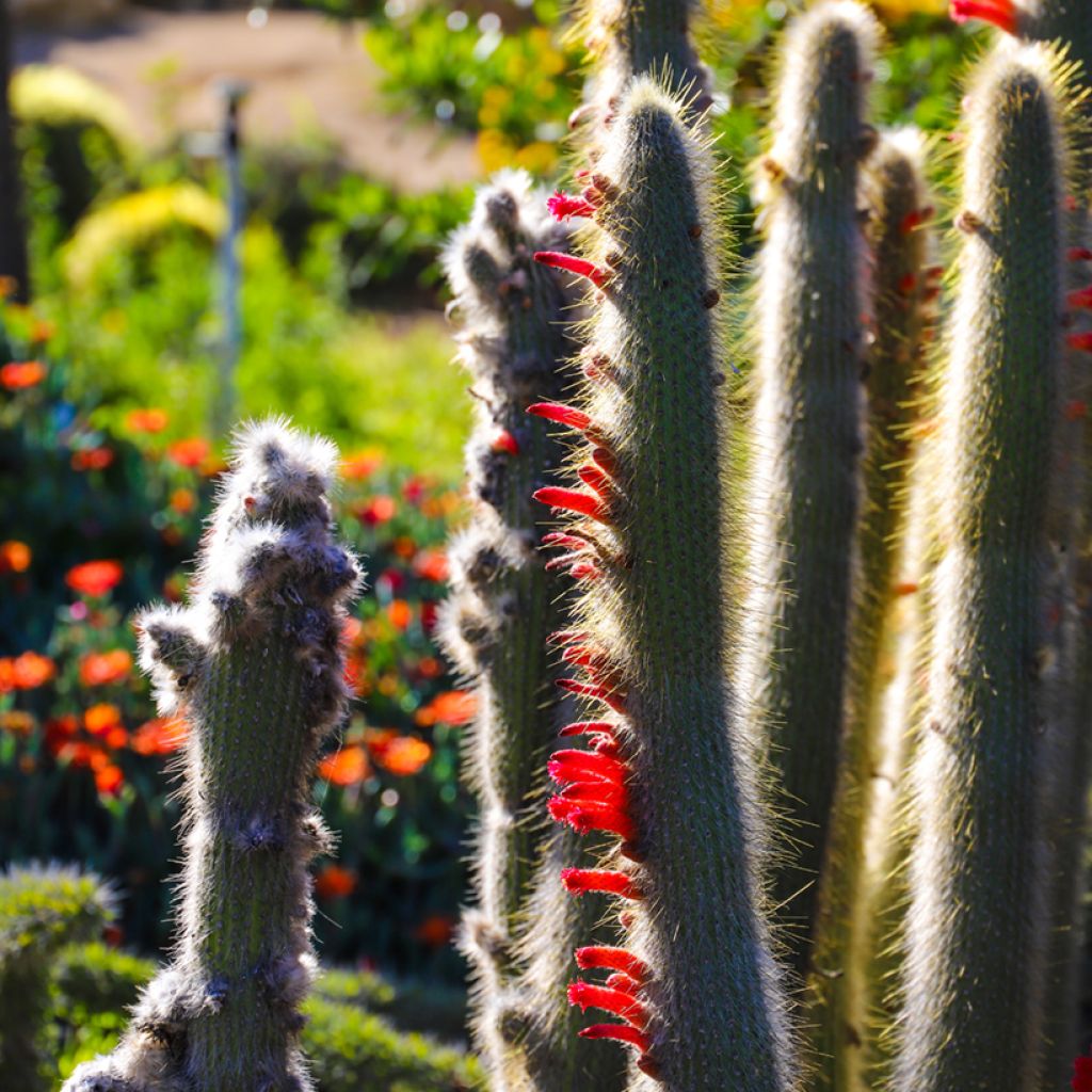 Cleistocactus strausii - Silver torch