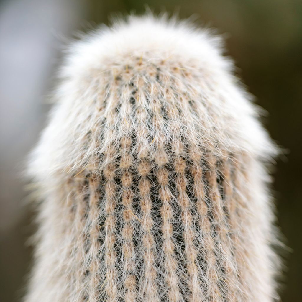 Cleistocactus strausii - Silver torch