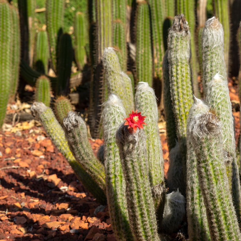 Cleistocactus strausii - Silver torch