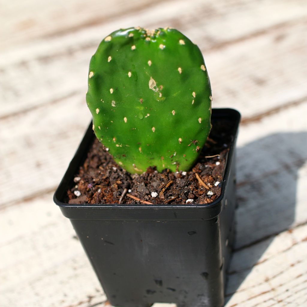 Consolea rubescens