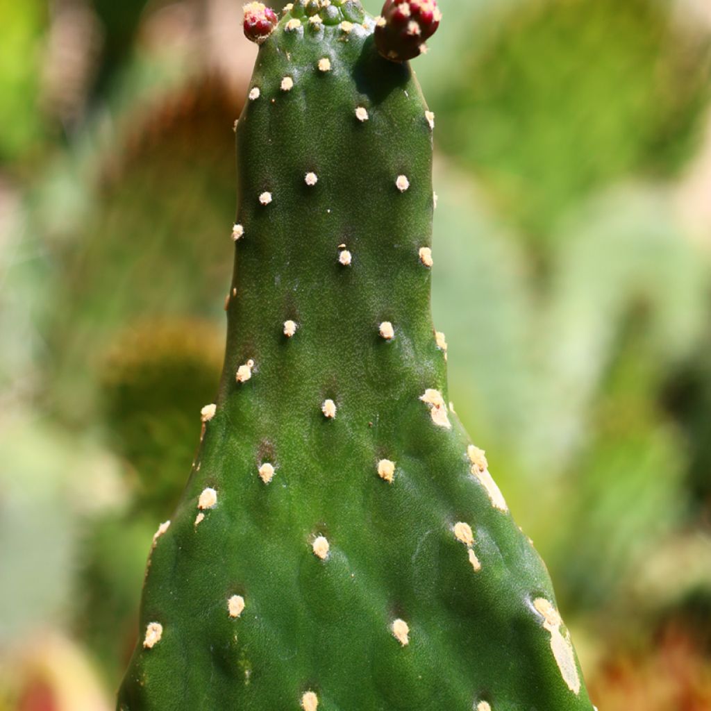 Consolea rubescens