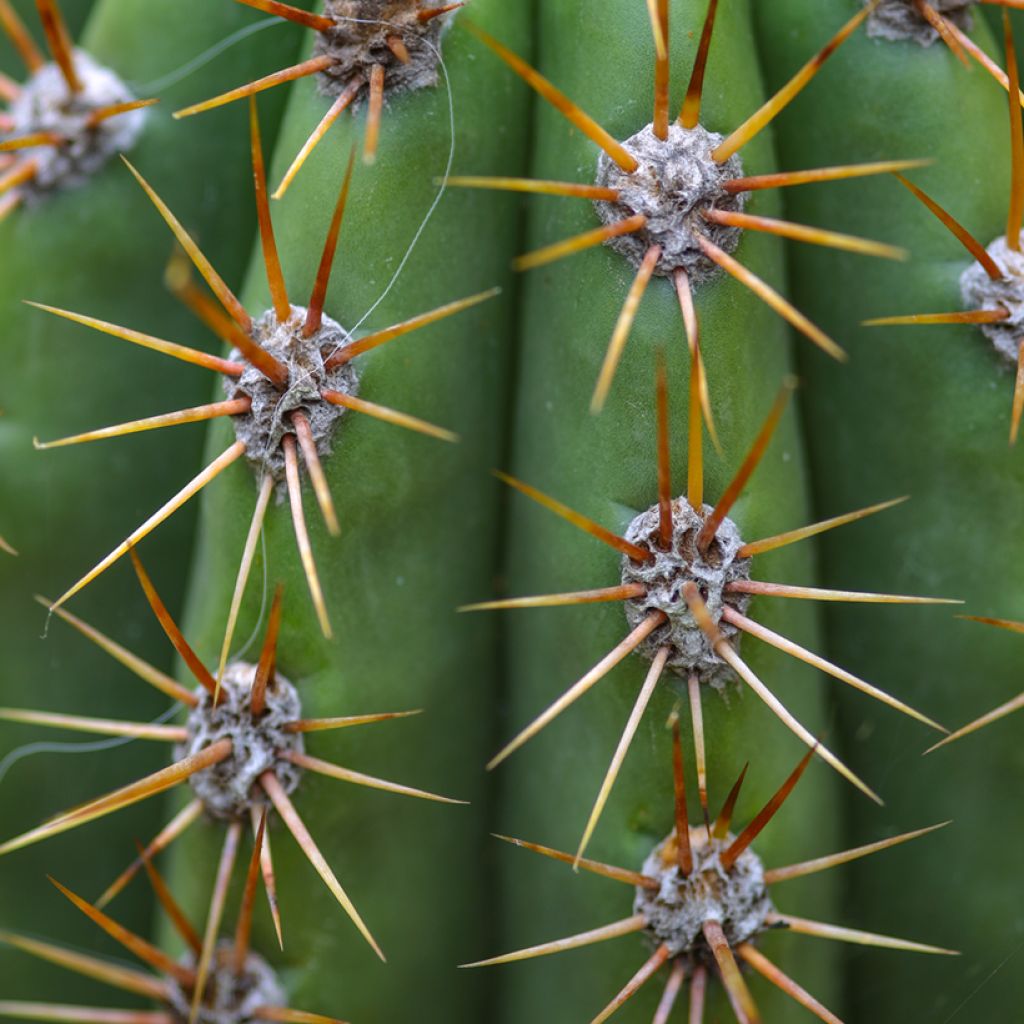 Echinopsis atacamensis subsp. pasacana - Columnar cactus