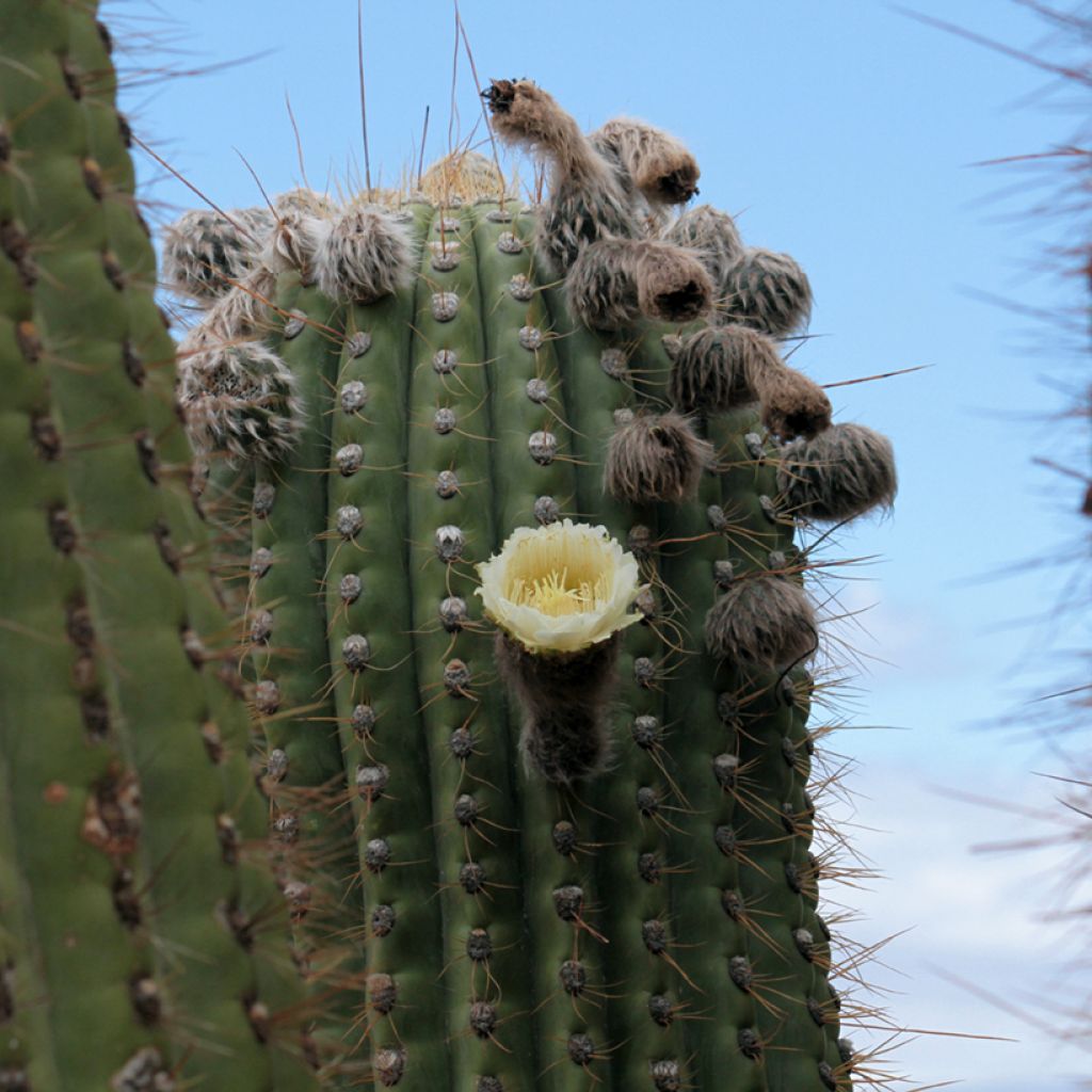 Echinopsis atacamensis subsp. pasacana - Columnar cactus