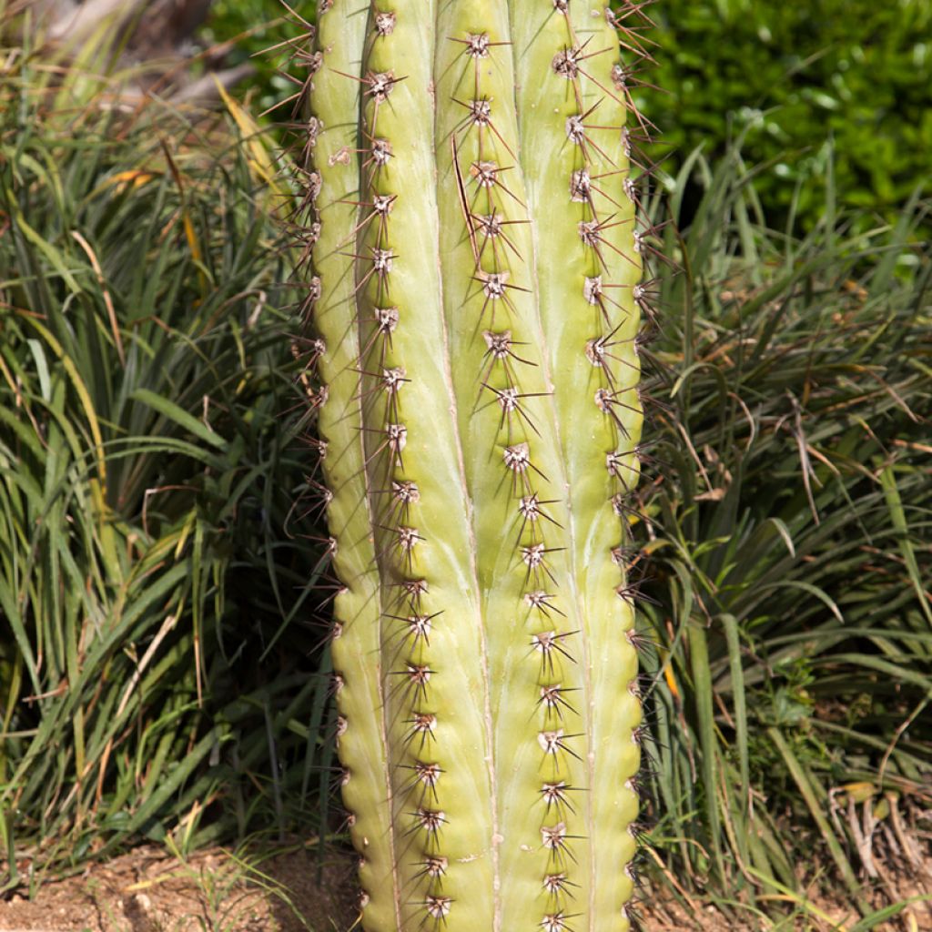 Echinopsis atacamensis subsp. pasacana - Columnar cactus