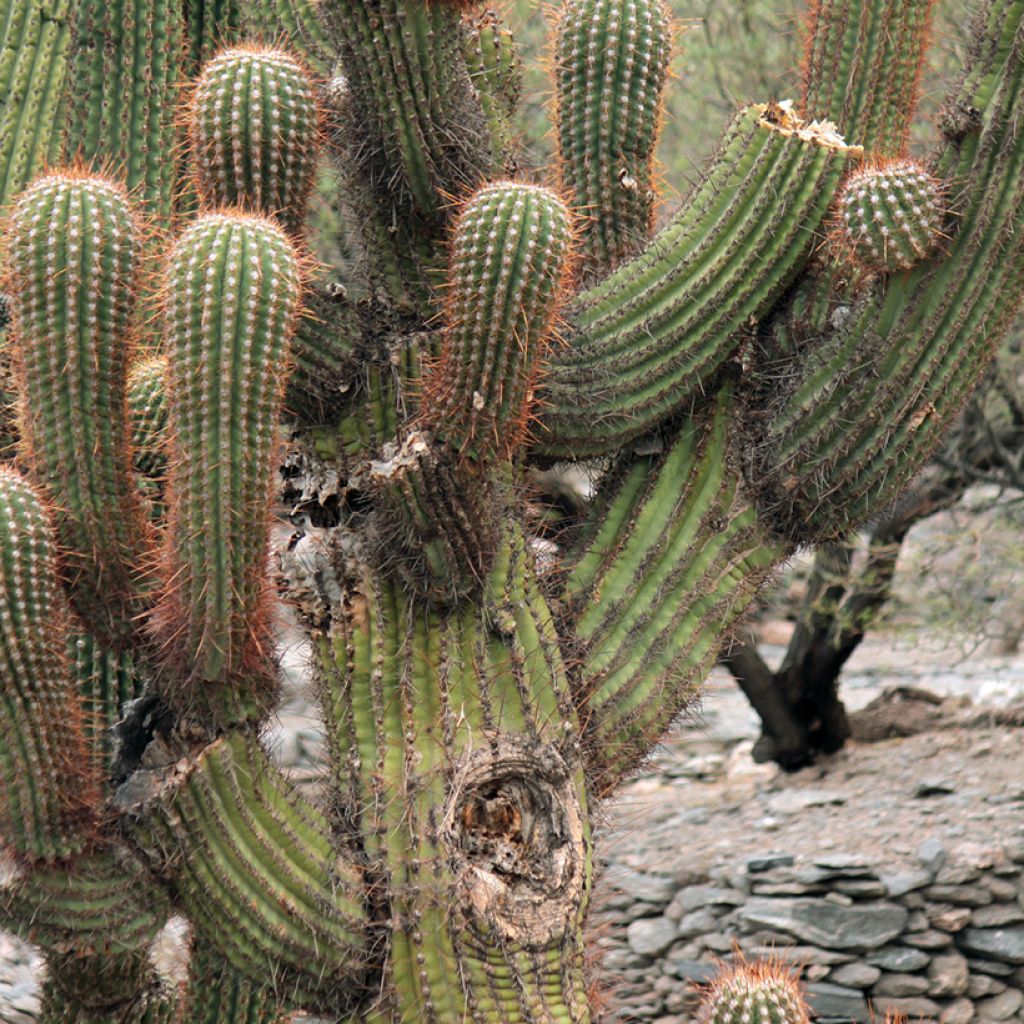 Echinopsis atacamensis subsp. pasacana - Columnar cactus