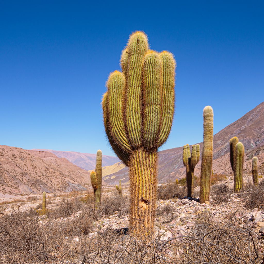 Echinopsis atacamensis subsp. pasacana - Columnar cactus