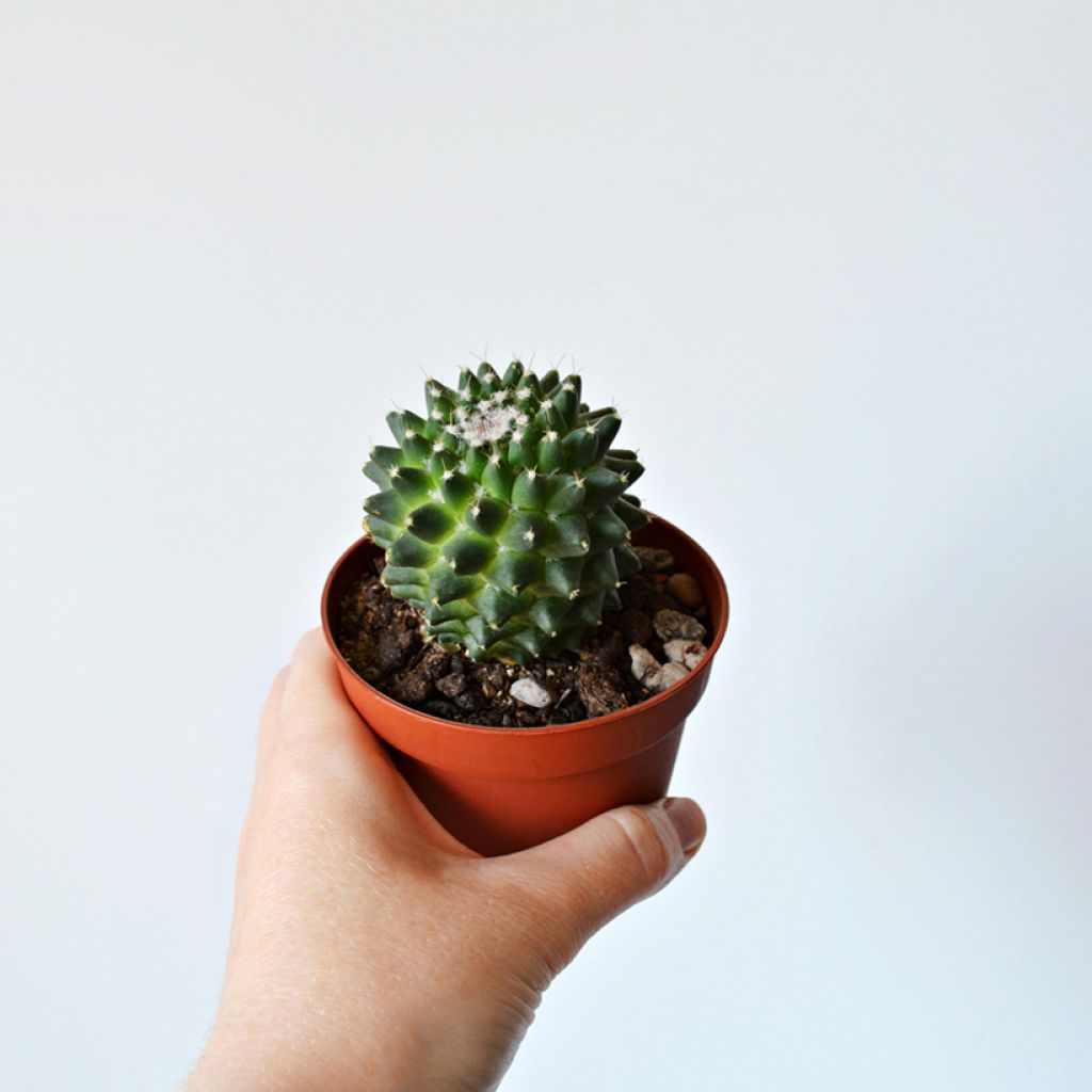 Mammillaria polythele 'Toluca' - cactus