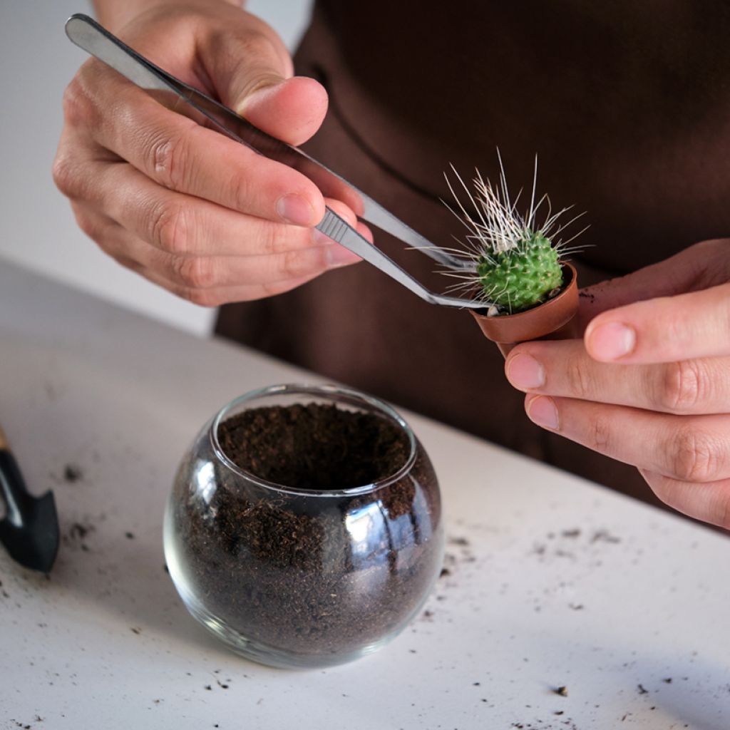 Mammillaria spinosissima Un Pico - Cactus