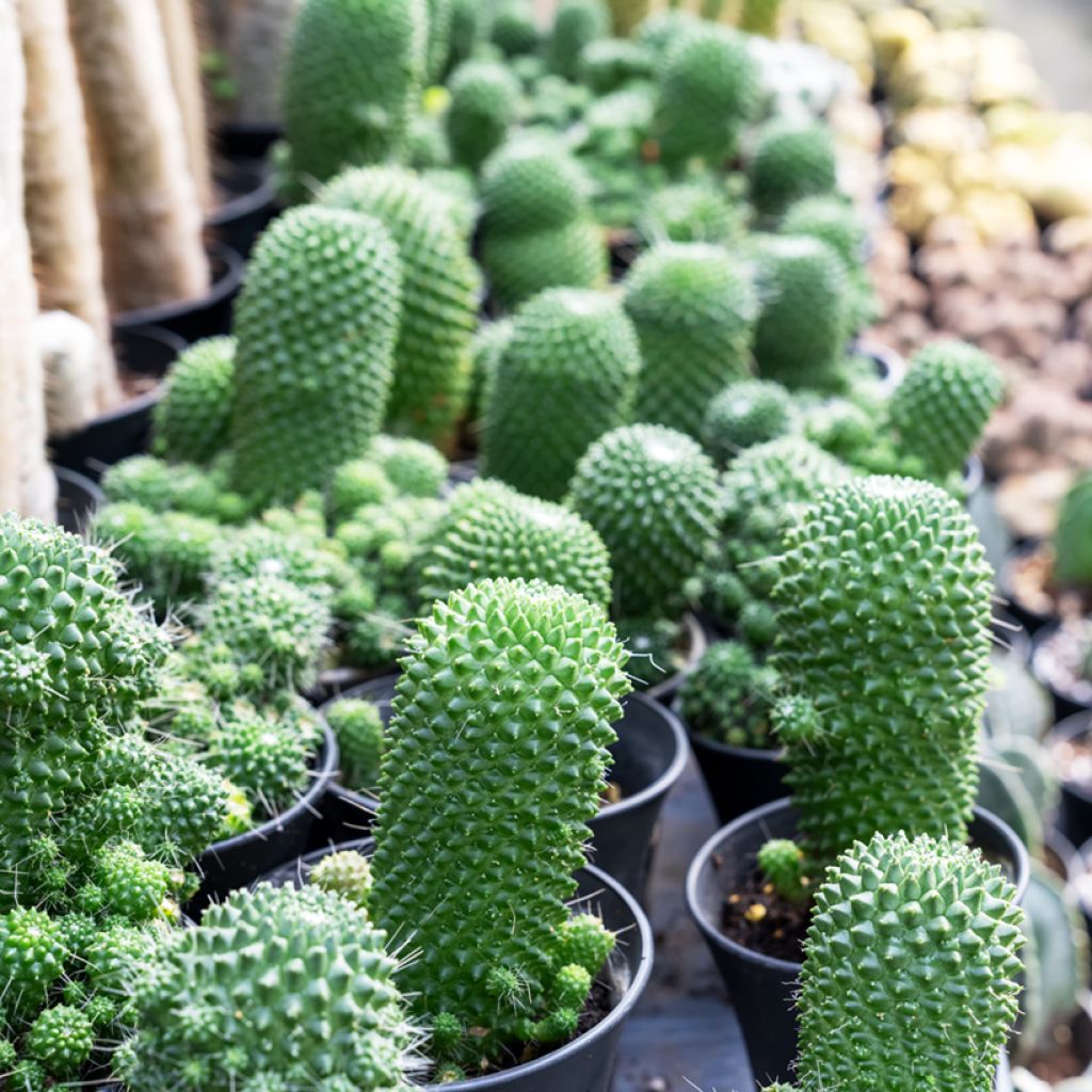 Mammillaria spinosissima Un Pico - Cactus